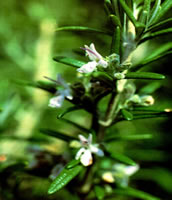 Листья розмарина (Rosmarini folia)