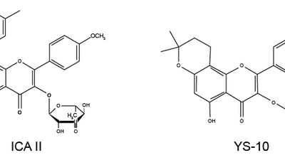 Ингибирование ферроптоза — новый подход к терапии диабетической эректильной дисфункции