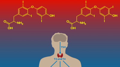 Связь тиреоидного статуса с мужским бесплодием