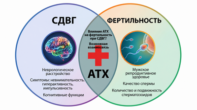 Атомоксетин и мужская репродуктивная функция: итоги in vitro‑исследования