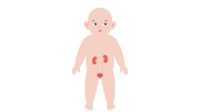 Каждый шестой случай бактериологической ИМП у младенцев пропускается при стандартном анализе мочи