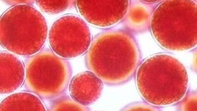 Астаксантин