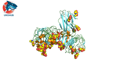 Исследование UTILIZE: уровни TLR4 в качестве прогнозирования инфекции мочевыводящих путей у детей