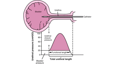 Продолжительность медикаментозной терапии доброкачественной гиперплазии предстательной железы не влияет на уродинамику и послеоперационные исходы
