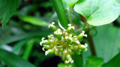 Смилакс приречный (Сассапариль, лат. Smilax riparia)