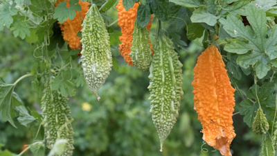 Момордика харанция