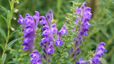 Шлемник байкальский