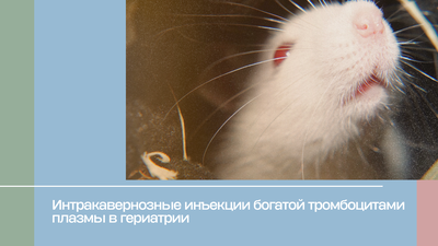 Интракавернозные инъекции богатой тромбоцитами плазмы в гериатрии