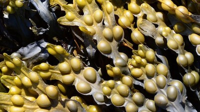 Фукус пузырчатый