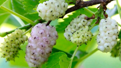 Шелковица белая