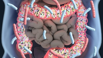 Кишечный микробиом экспрессирует фермент, разрушающий тестостерон, что приводит к депрессии