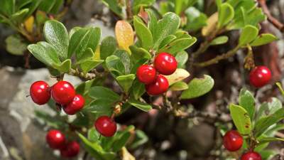 Экстракт Толокнянки обыкновенной (Арбутин)