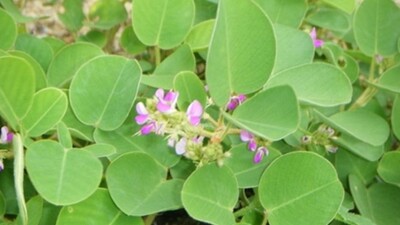 Десмодиум стираксолистный