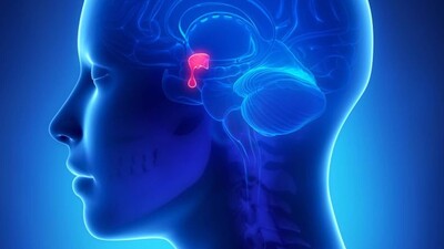 У мужчин, прошедших первичную оценку фертильности, распространенность пролактиномы в 35 раз выше, чем в общей популяции