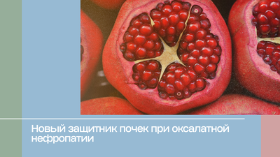 Новый защитник почек при оксалатной нефропатии