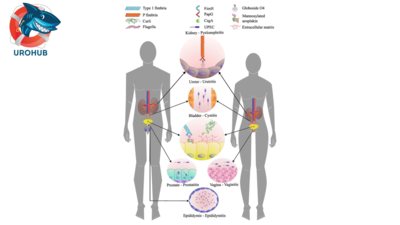 Уробиом у мужчин и женщин