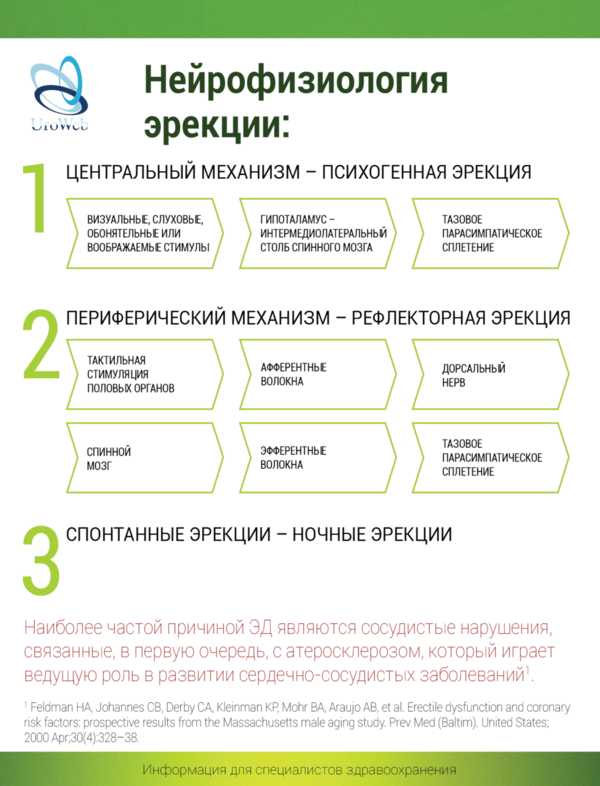 Современный взгляд на патогенез эректильной дисфункции