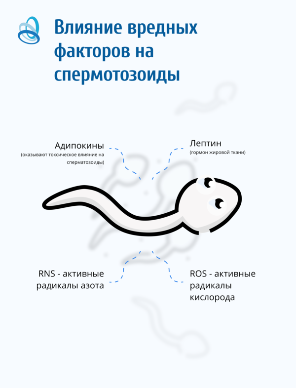Роль витамина D в профилактике мужского бесплодия
