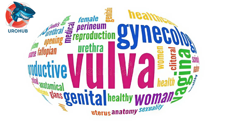 Жжение вульвы и вульводиния: взгляд 2025-2026