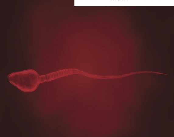 Влияние фрагментации ДНК сперматозоидов на клинические исходы для экстракорпорального оплодотворения и интрацитоплазматической инъекции сперматозоидов у женщин с различным овариальным резервом