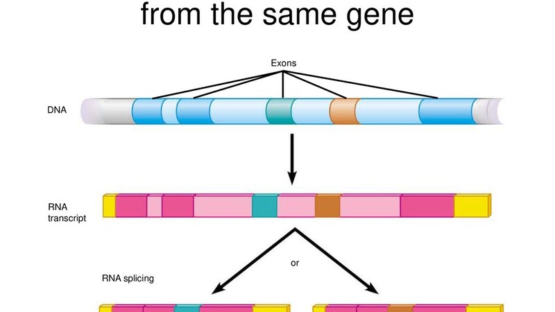 Роль модификаций РНК в сперматогенезе человека