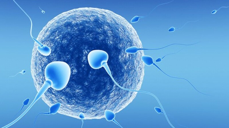 Прогнозирование успеха экстракции сперматозоидов у пациентов с необструктивной азооспермией