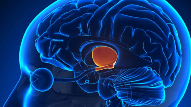 Изучены динамические взаимодействия между ГнРГ, ЛГ и тестостероном у здоровых мужчин