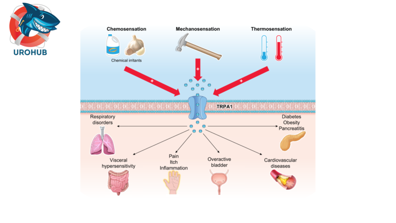 Канал TRPA1 и его роль в дисфункции мочевого пузыря