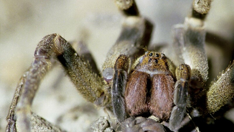 Яд самого крупного и смертоносного паука в мире эффективен при лечении эректильной дисфункции