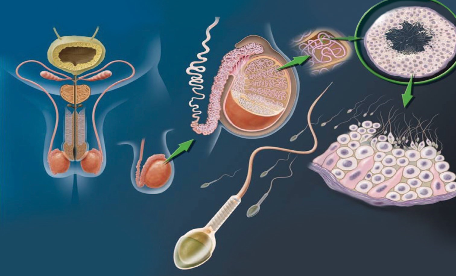 как увеличить сперму и их подвижность фото 2
